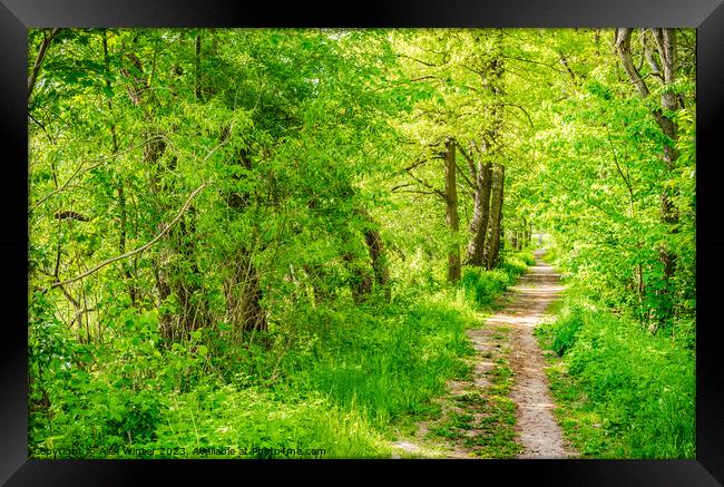 Forest pathway Framed Print by Alex Winter