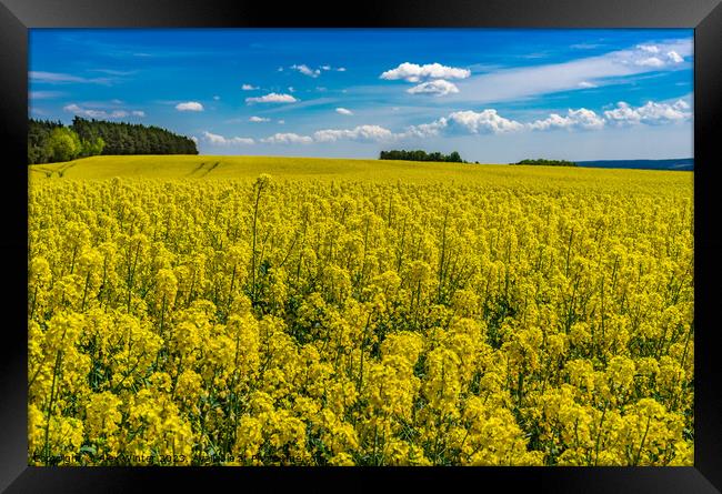 Agriculture rape field Framed Print by Alex Winter