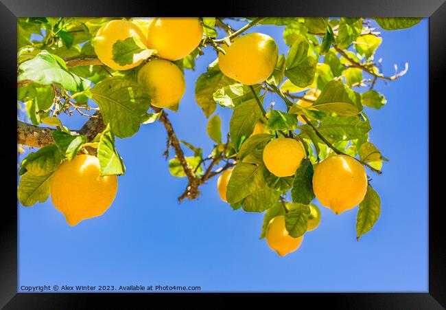 Close-up of lemon tree  Framed Print by Alex Winter