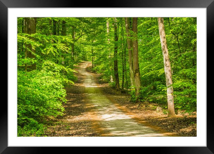 Plant tree forest trail footpath Framed Mounted Print by Alex Winter