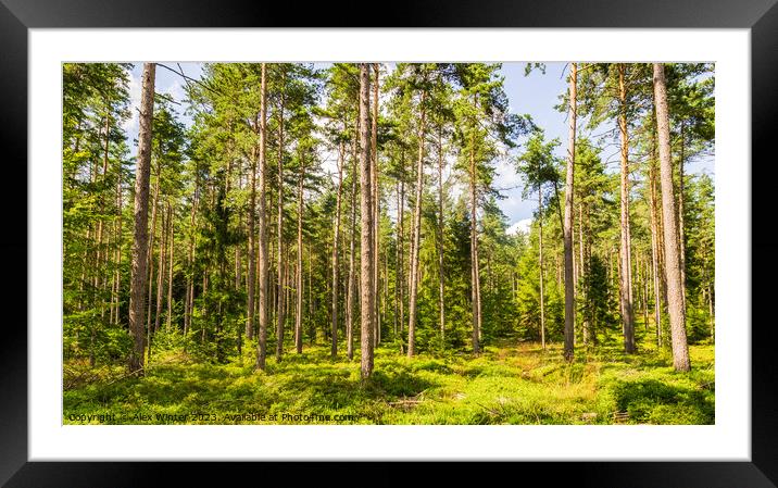 Plant tree Pine Woods Framed Mounted Print by Alex Winter