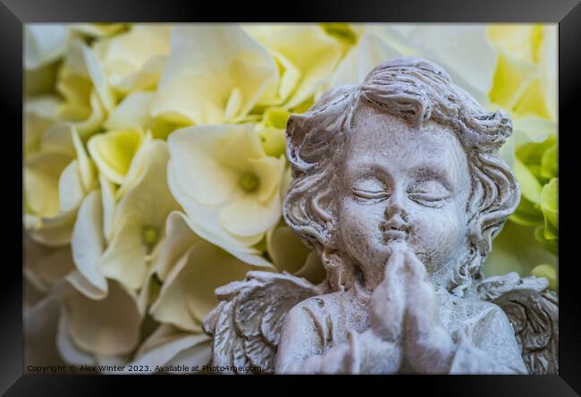 Praying angel Framed Print by Alex Winter