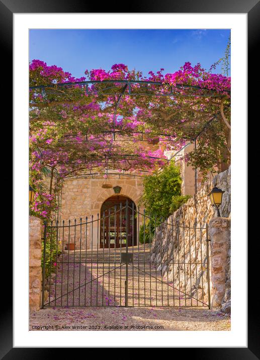 Metal gate entrance of an mediterranean house with beautiful bougainvillea  Framed Mounted Print by Alex Winter