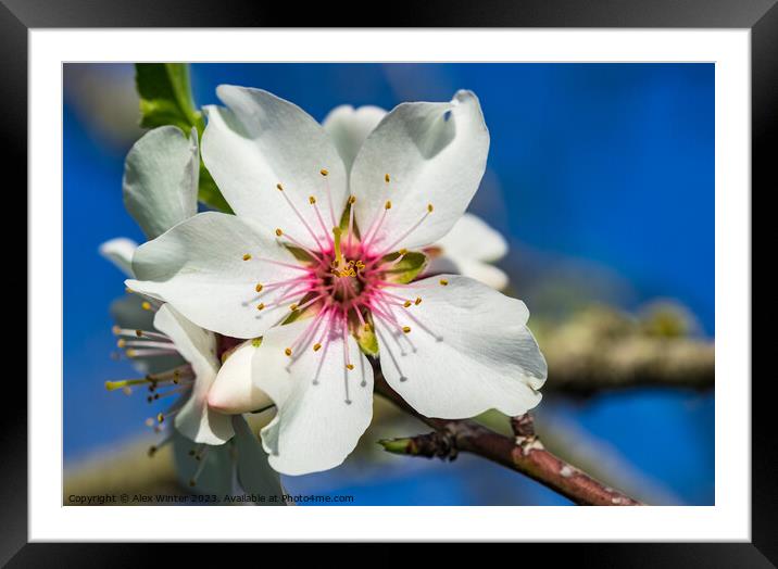 Beautiful spring tree flower, close-up Framed Mounted Print by Alex Winter