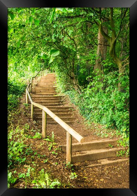 Staircase steps in green forest Framed Print by Alex Winter