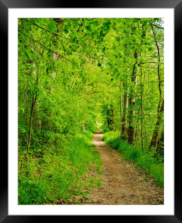 Pathway into green forest Framed Mounted Print by Alex Winter