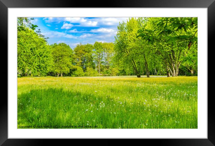 Spring meadow with fresh green grass Framed Mounted Print by Alex Winter