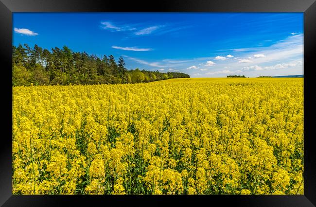 Cultivated canola land yellow flowers at spring Framed Print by Alex Winter