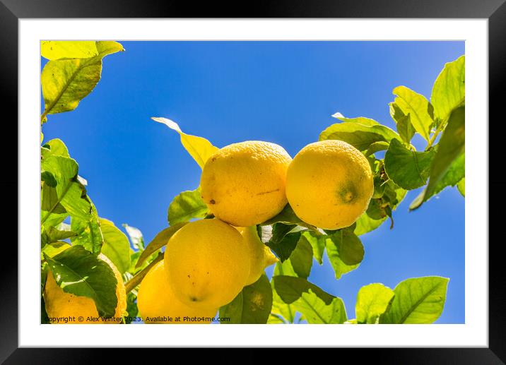 Lemon tree with ripe yellow fruit Framed Mounted Print by Alex Winter