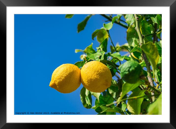 Organic lemon fruits Framed Mounted Print by Alex Winter