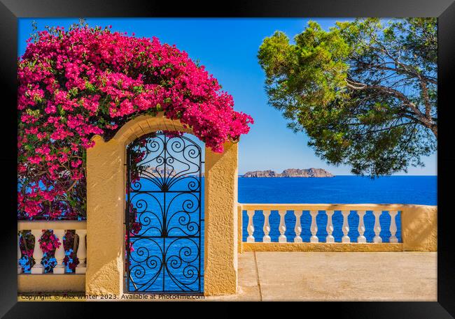 Bougainvillea sea view at the coast of Majorca Framed Print by Alex Winter