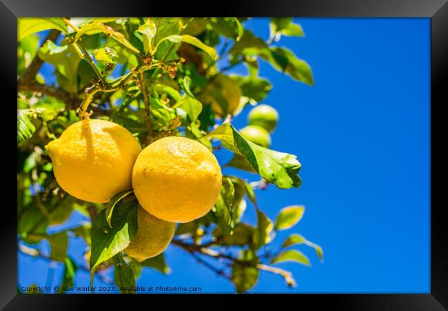 Fresh ripe yellow lemon fruits Framed Print by Alex Winter