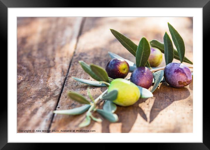 Mediterranean olive fruits branch Framed Mounted Print by Alex Winter