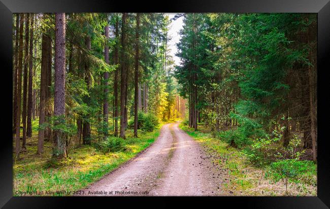 Evergreen trees nature with dirt road Framed Print by Alex Winter