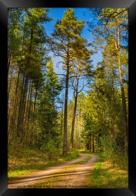 Dirt road in pine tree woodland Framed Print by Alex Winter