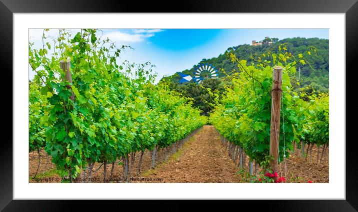 Winery landscape with lush leaves on vines Framed Mounted Print by Alex Winter