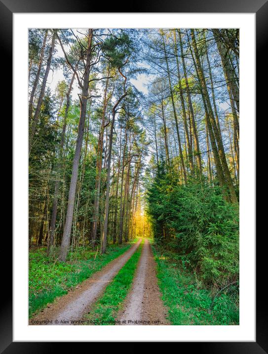 Path along pine trees with glade  Framed Mounted Print by Alex Winter