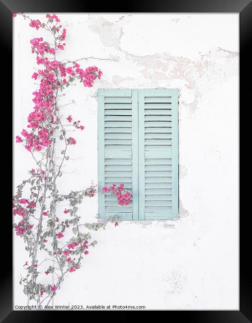 A bougainvillea plant on a Mediterranean house wal Framed Print by Alex Winter