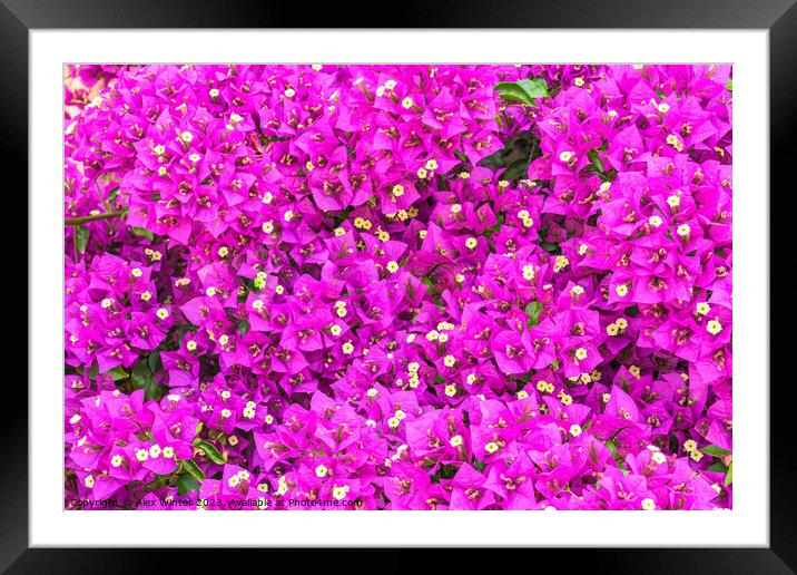 A close up of a Bougainvillea flower. Framed Mounted Print by Alex Winter