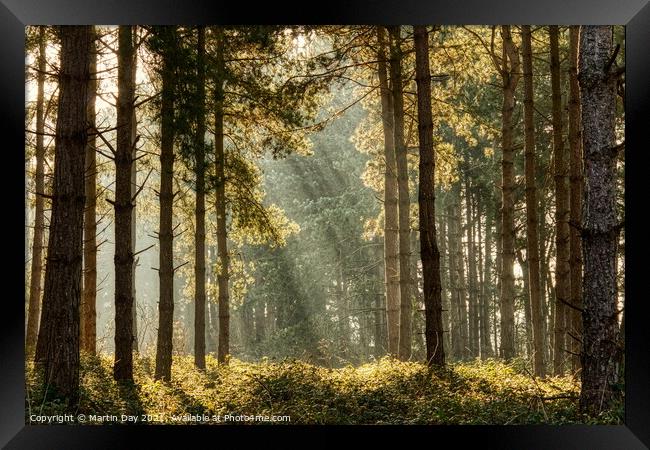Enchanting Sunrays in the Misty Woodland Framed Print by Martin Day