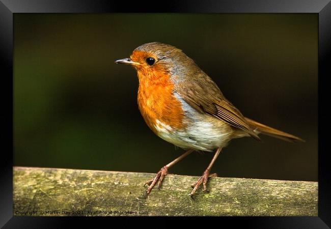 Robin on Wooden Railing Framed Print by Martin Day