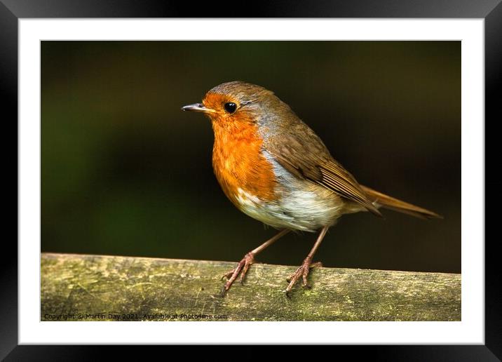 Robin on Wooden Railing Framed Mounted Print by Martin Day