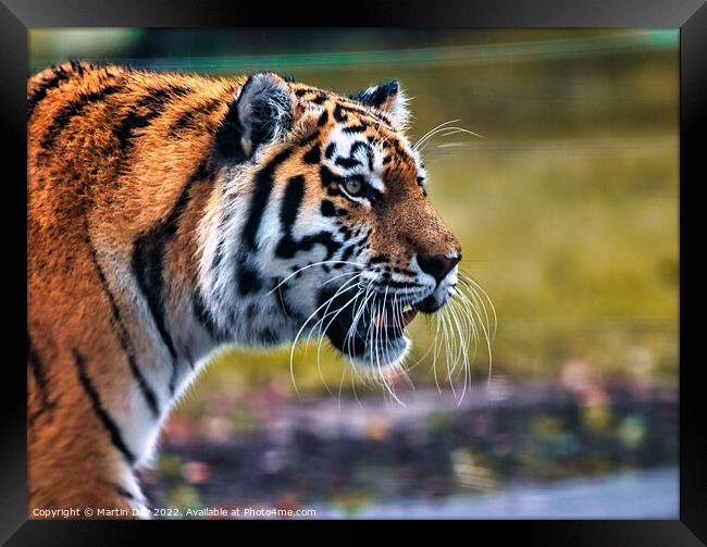 Majestic Siberian Tiger Roaming through the Grass Framed Print by Martin Day