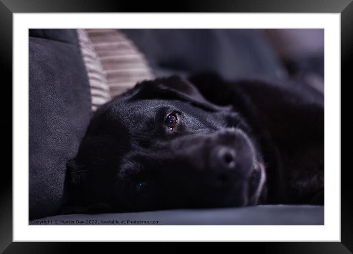Dreamy-eyed Black Labrador Framed Mounted Print by Martin Day