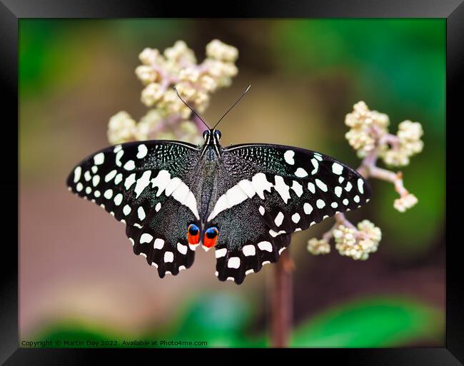 African Christmas Butterfly, Papilio Demodocus Framed Print by Martin Day