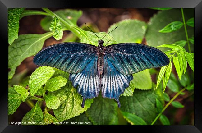 The Magnificent Great Yellow Mormon Butterfly Framed Print by Martin Day