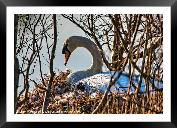 Maternal Swan Protection Framed Mounted Print by Martin Day