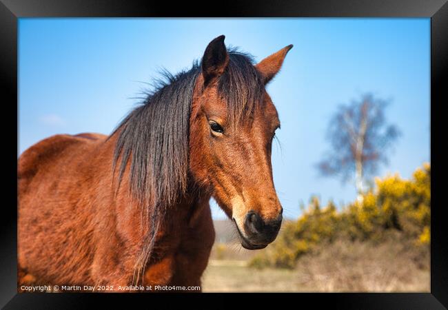 Majestic Brown New Forest Pony Framed Print by Martin Day