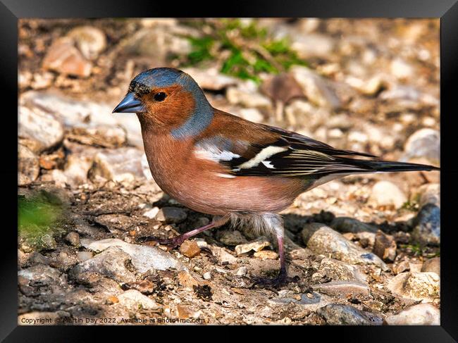 Vibrant Male Chaffinch Seeking Mate Framed Print by Martin Day