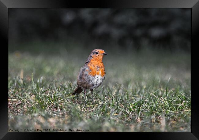 Robin Redbreast at Ground Level Framed Print by Martin Day