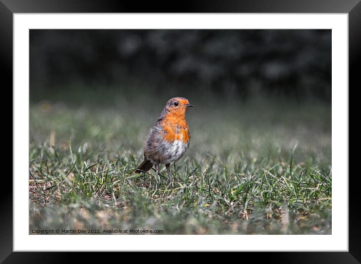 Robin Redbreast at Ground Level Framed Mounted Print by Martin Day