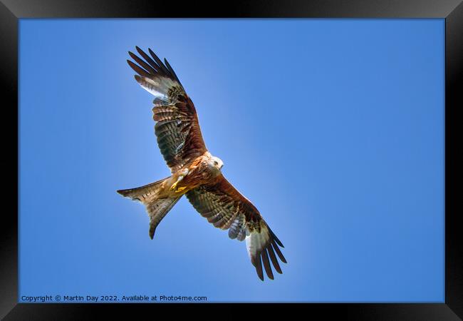 Majestic Red Kite Hunting Prey Framed Print by Martin Day