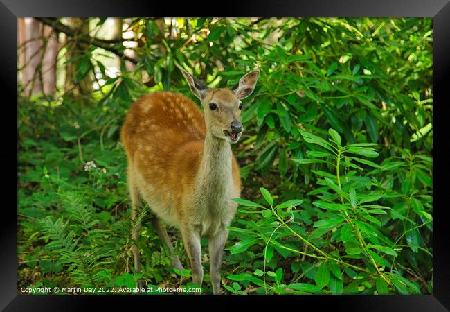 Happy little Fallow Deer  Framed Print by Martin Day