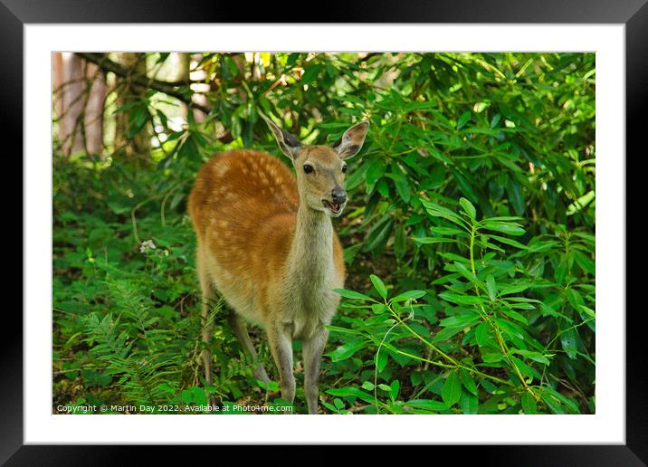 Happy little Fallow Deer  Framed Mounted Print by Martin Day