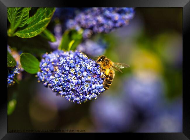 Honey Bee gathering on Ceanothus 'Blue Diamond' Ca Framed Print by Martin Day
