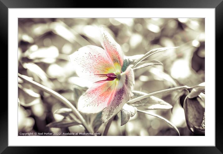 Gentle touch Framed Mounted Print by Neil Porter