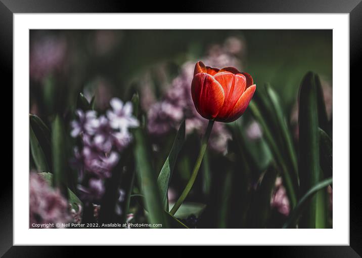 Natures beauty Framed Mounted Print by Neil Porter