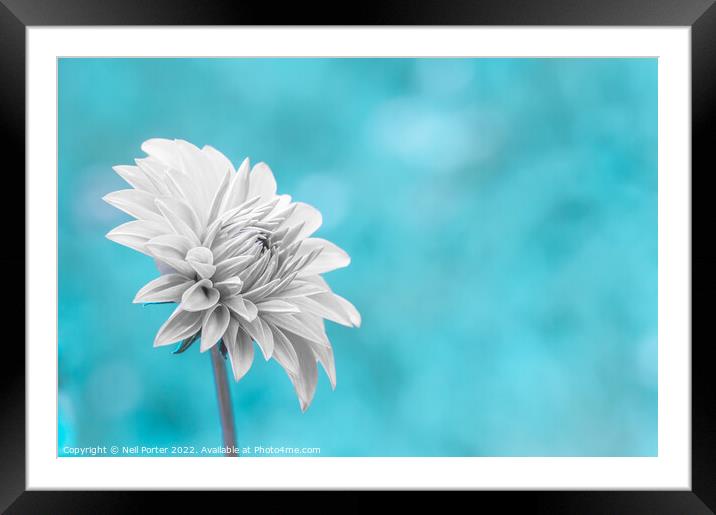Snow White Petals Framed Mounted Print by Neil Porter