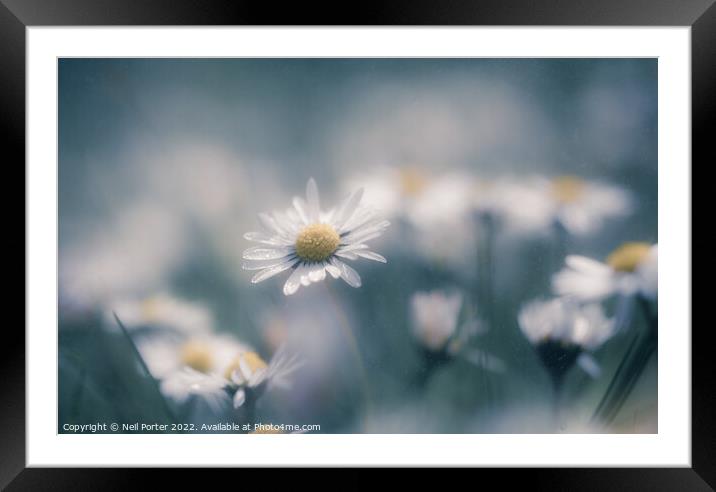 Hazy Daisies Framed Mounted Print by Neil Porter