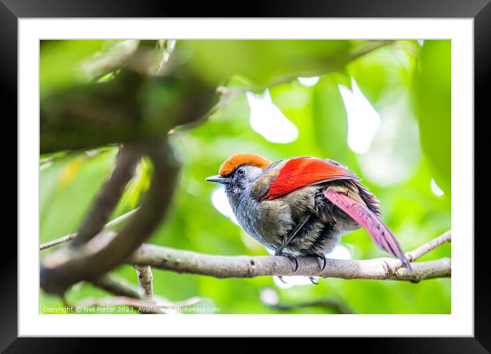 Shake your tail feather Framed Mounted Print by Neil Porter