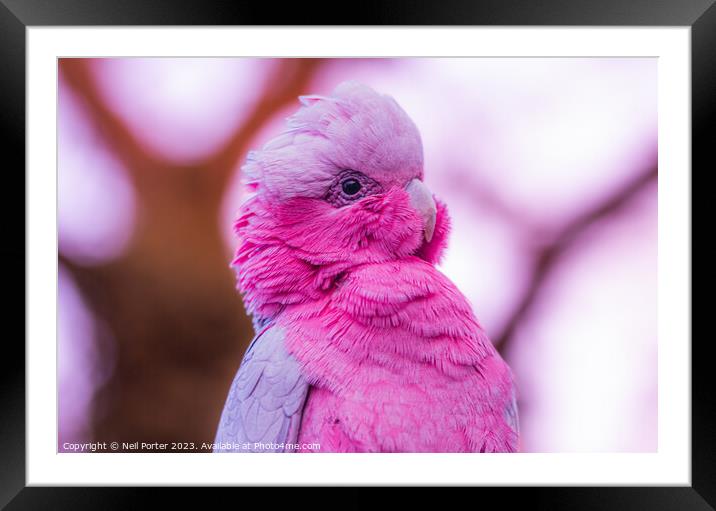 Pink Parrot Framed Mounted Print by Neil Porter