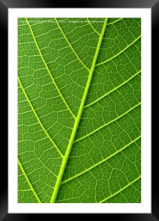 Plant leaves Framed Mounted Print by MUKTI BARUA