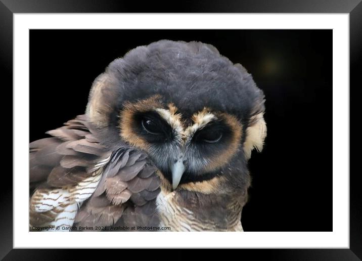 Brown Wood Owl (Strix leptogrammica)  Framed Mounted Print by Gareth Parkes