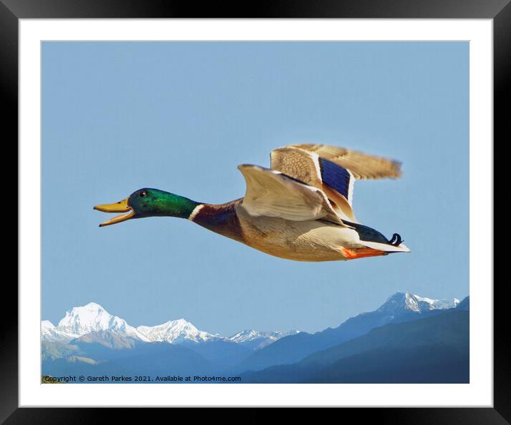 Mallard in Flight Framed Mounted Print by Gareth Parkes