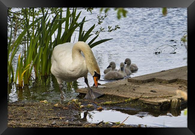 Swan and Cygnets Framed Print by Gareth Parkes