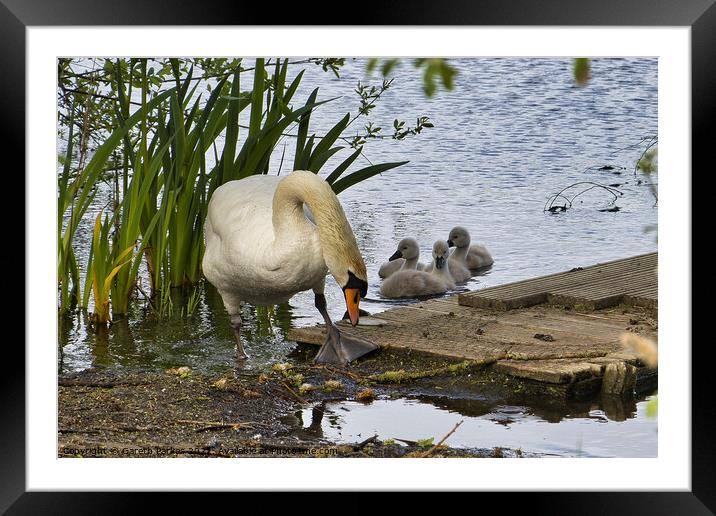 Swan and Cygnets Framed Mounted Print by Gareth Parkes